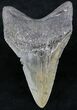 Serrated, Lower Megalodon Tooth - South Carolina #23734-2